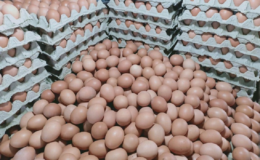 Harga Telur Ayam Tertinggi