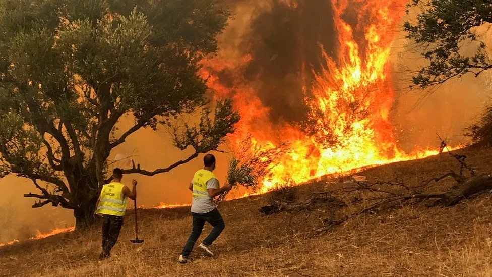 Kebakaran Hutan Aljazair