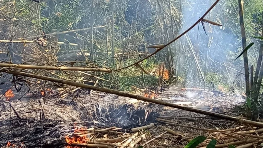 Hutan Bambu Bali Kebakaran